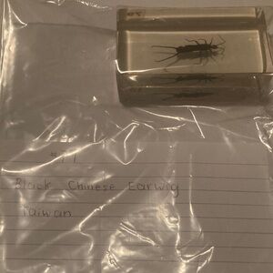 Black Chinese Earwig - Taiwan